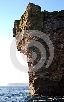 Gannet cliff