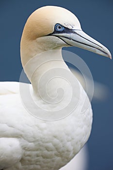 Gannet Close up photo