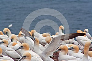 Gannet colony