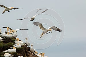 Gannet colony