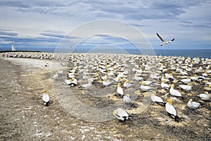 Gannet colony at Cape Kidnappers, Hawkes Bay