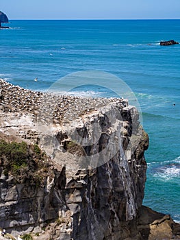 Gannet colony @ Muriwai Beach, Auckland, New Zealand