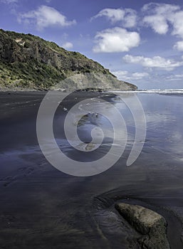 Gannet colony Muriwai beach near Auckland black sand beach