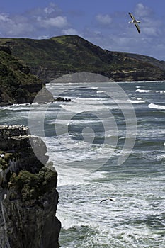 Gannet colony Muriwai beach near Auckland black sand beach