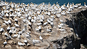 Gannet Colony, Muriwai, New Zealand-2