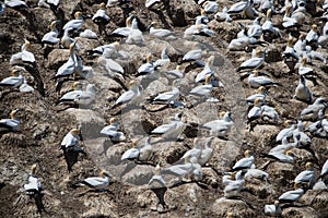 Gannet Colony, Muriwai, New Zealand-3