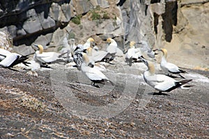 Gannet colony on Otakamiro Point , Muriwai Beach, New Zealand, Auckland