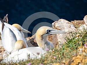 Gannet colony in Troup Head, Scotland