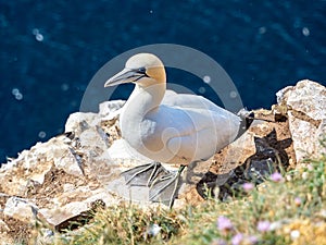 Gannet colony in Troup Head, Scotland