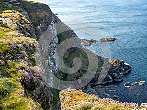 Gannet colony in Troup Head, Scotland