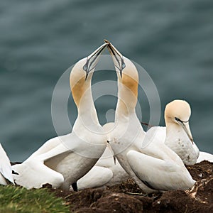 Gannet courtship
