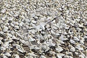 Gannet in flight