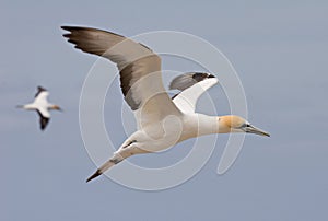 Gannet in flight photo