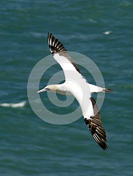 Gannet in Flight