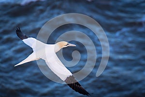 Gannet in Flight above the sea