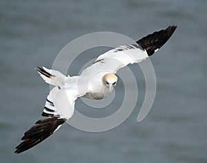 Gannet in flight at Bempton cliffs in east Yorkshire, UK.