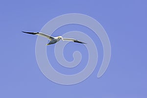 Gannet in flight and blue sky in background photo