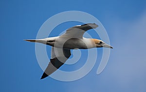 Gannet in flight. photo