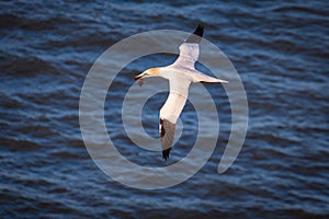 Gannet in Flight with nest material