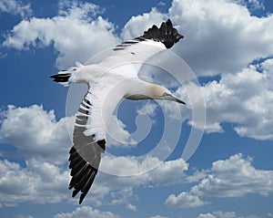 Gannet in flight over Bempton cliffs colony in east yorkshire. UK.