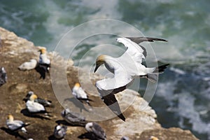 A gannet in flight over a colony in NZ photo