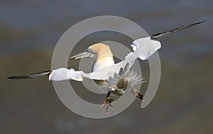 A gannet in flight over the sea