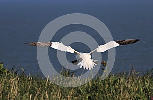 A gannet in flight over the sea