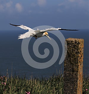 A gannet in flight over the sea