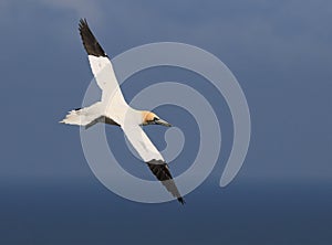 A gannet in flight over the sea