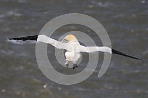 A gannet in flight over the sea