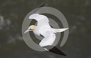 A gannet in flight over the sea