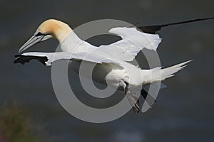 A gannet in flight over the sea