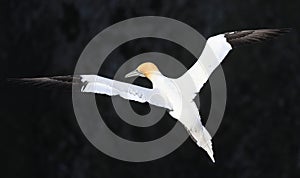A gannet in flight over the sea black background