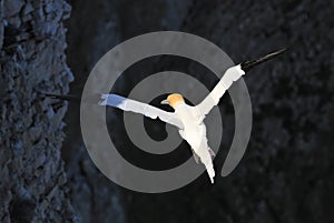 A gannet in flight over the sea black background