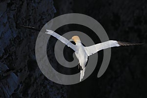 A gannet in flight over the sea black background