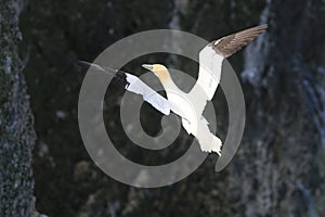 A gannet in flight over the sea black background