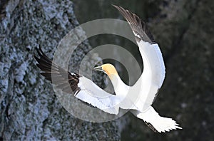 A gannet in flight over the sea black background