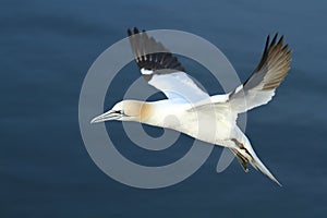 Gannet flying