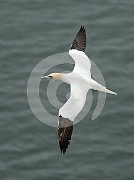 Gannet flying.