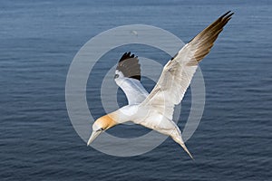 Gannet flying above the Northsea near island Helgoland, Germany