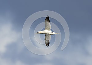 Gannet flying in blue skies