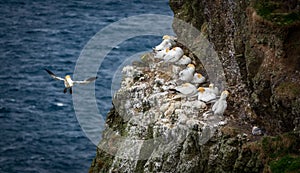 Gannet flying near rocks with nests and birdies
