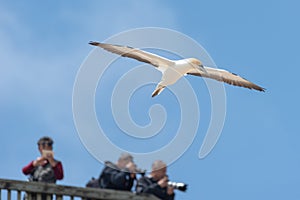 Gannet flying with outstretched wings against a blue sky