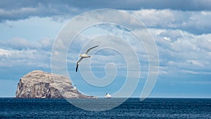 Gannet flying over the Bass Rock. North Berwick, Scotland