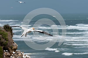 A gannet flying over a dark aquamarine ocean