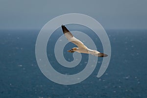 Gannet Flying Over the Irish Sea with Nesting Material in It`s Beak