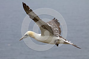 A Gannet flying on the thermals.