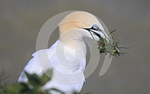 A gannet gathering nest material