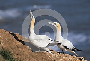 A gannet greeting his mate. heads held high