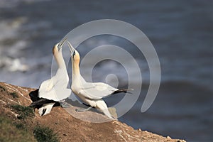 A gannet greeting his mate. heads held high